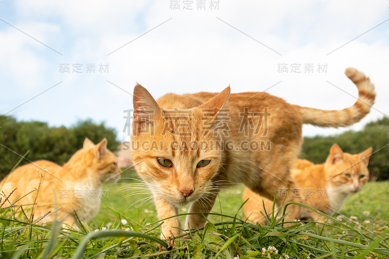 顽皮的猫妈妈和小猫咪