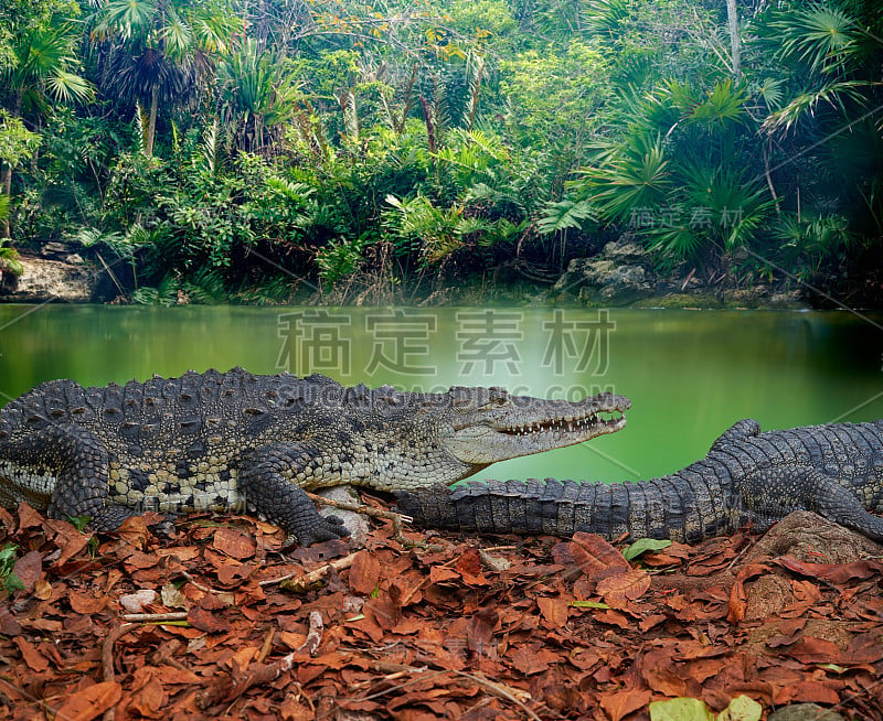 鳄鱼墨西哥里维埃拉玛雅photomount