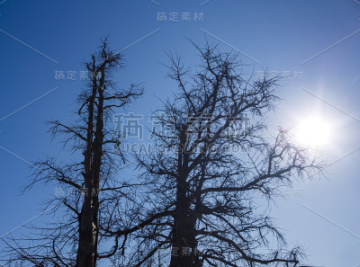 树枝在冬天和太阳