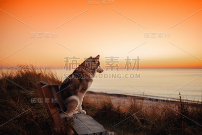 阿拉斯加雪橇犬在海上遇到日落