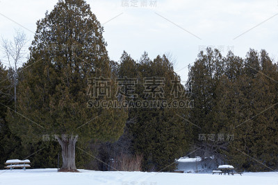 冬天安大略省森林