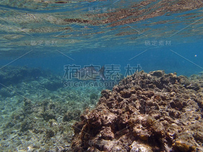 加勒比海潜水