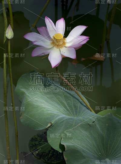 莲花