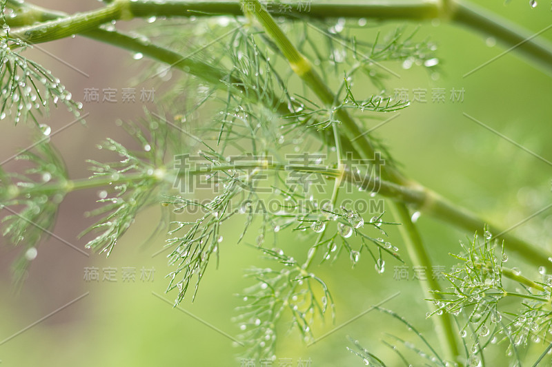 用雨水滴莳萝