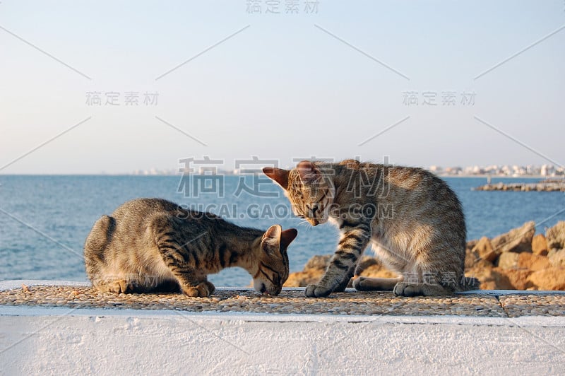 猫海滩