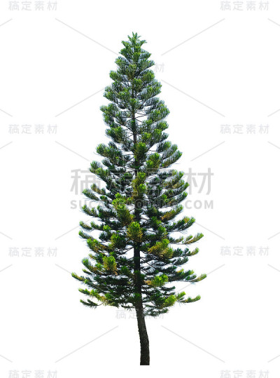 古老的松树孤立在白色的背景