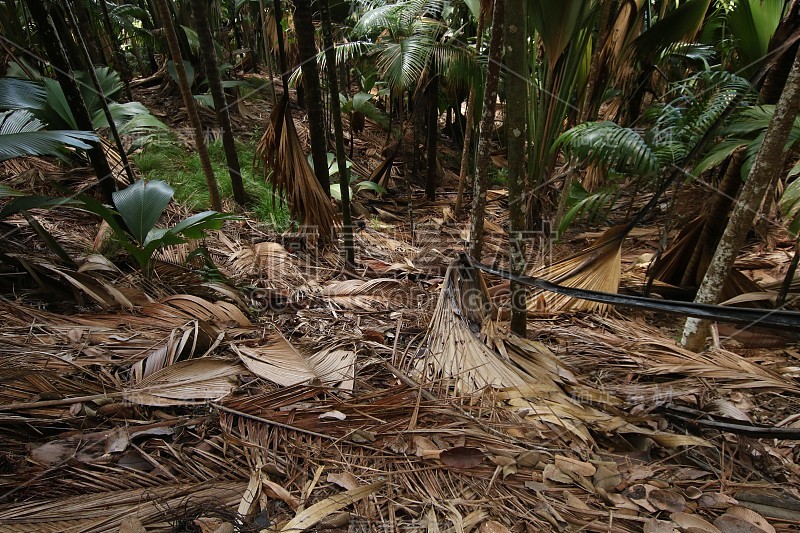 植物在Vallée de Mai自然保护区，Praslin岛，印度洋，非洲塞舌尔