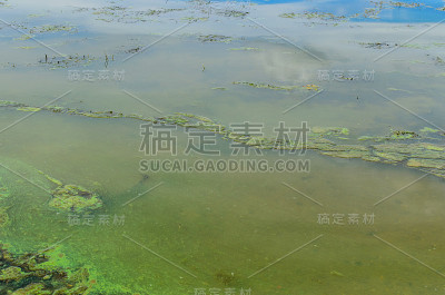绿藻污染水面