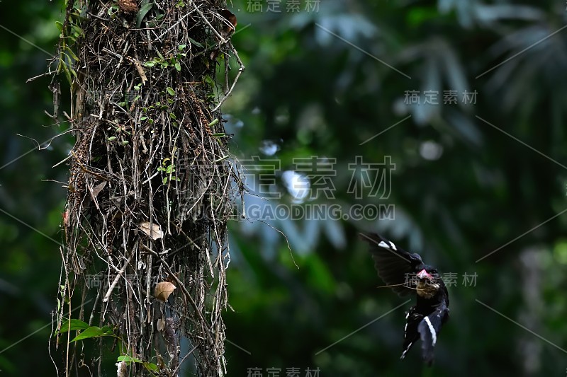 忧郁的Broadbill