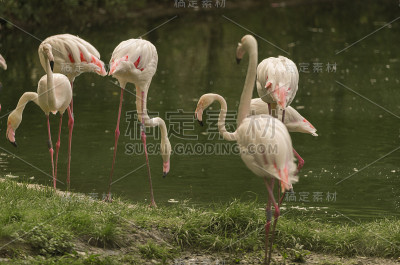火烈鸟