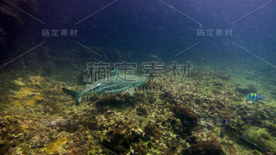 鲨鱼