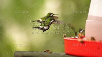 蜂鸟喂食器上的绿色荆棘