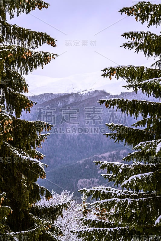 杉木和山，构图