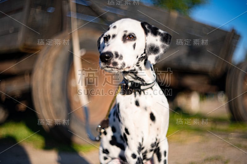 夏天，一只斑点狗坐在农场上，背景是鲜花