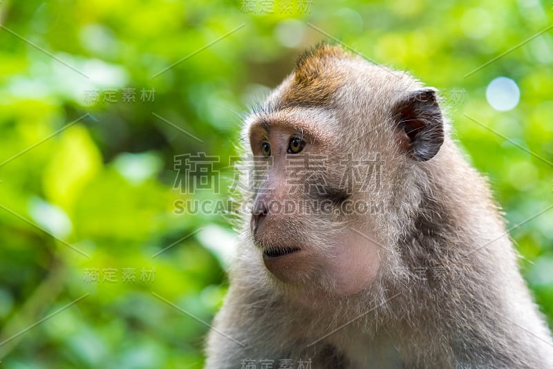 猕猴的肖像与复制空间的文字