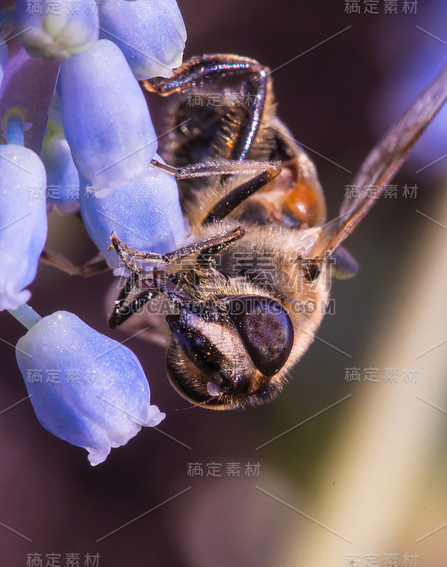 宏观的一个蜜蜂在一个紫色的蓝铃花(麝香);节约蜜蜂无农药环保理念