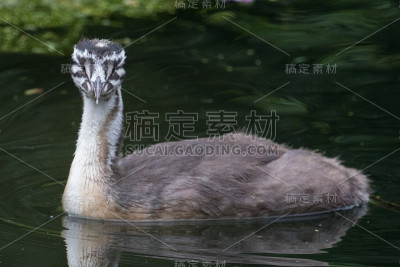 大冠毛鸊鷉- Podiceps cristatus