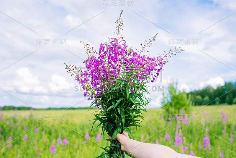 女人的手握着一束浪漫的紫色花朵。夏天五颜六色的花束在天空与云彩和田野的背景上。鲜花作为礼物。