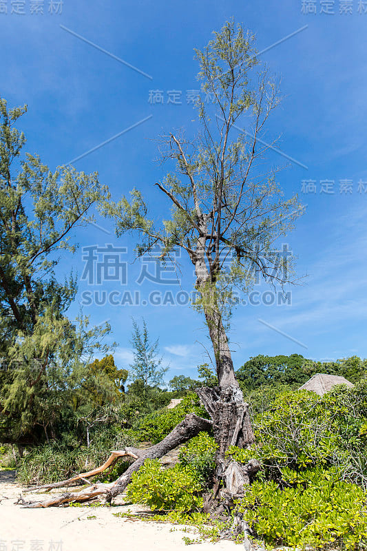 科荣萨姆洛姆 - 维基百科