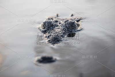 美国鳄鱼