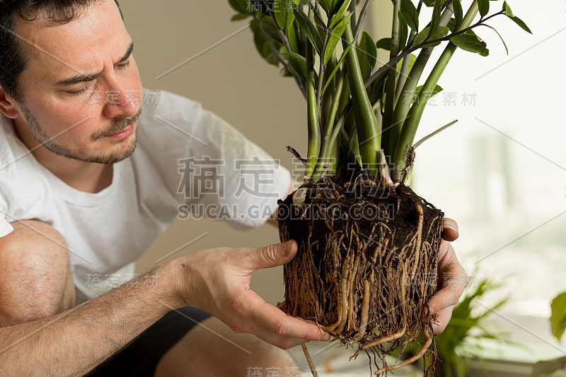 一株为新花盆准备的室内植物