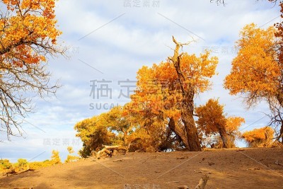 在秋日阳光下的杨树