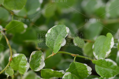 匍匐无花果