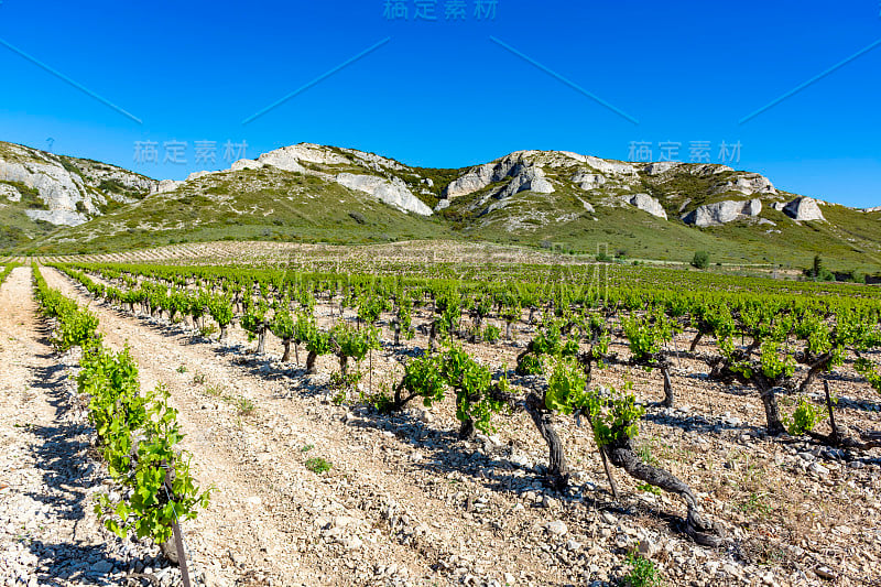 生产玫瑰，红和白葡萄酒在Alpilles，普罗旺斯，法国南部，葡萄园在初夏