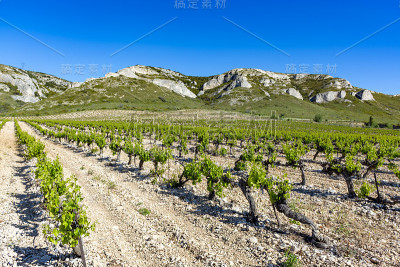 生产玫瑰，红和白葡萄酒在Alpilles，普罗旺斯，法国南部，葡萄园在初夏