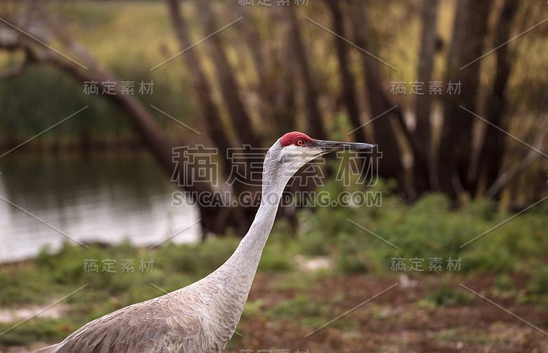 加拿大沙丘鹤