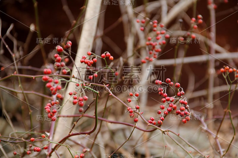 冬天缠结的藤蔓中的红色冬莓