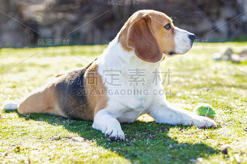 小猎犬躺在草地上