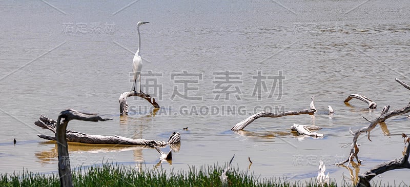 平静水域中的白鹭