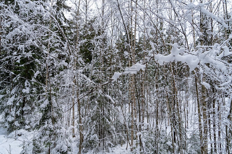 冬季斯堪的纳维亚森林降雪后的一个晴朗的日子