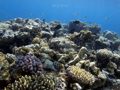 色彩斑斓的珊瑚礁水下景观与鱼类和珊瑚