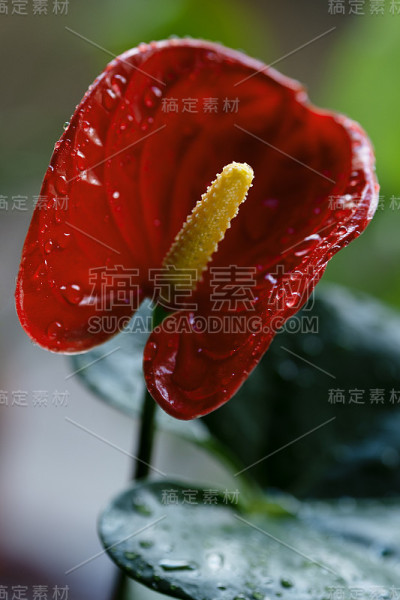 红掌花有水滴，选择性聚焦