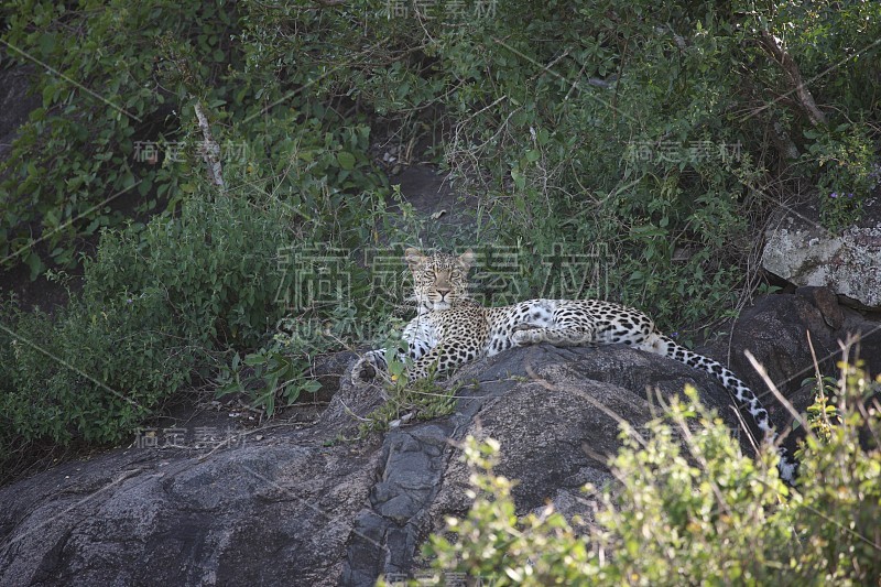 豹肯尼亚非洲大草原野生动物猫哺乳动物