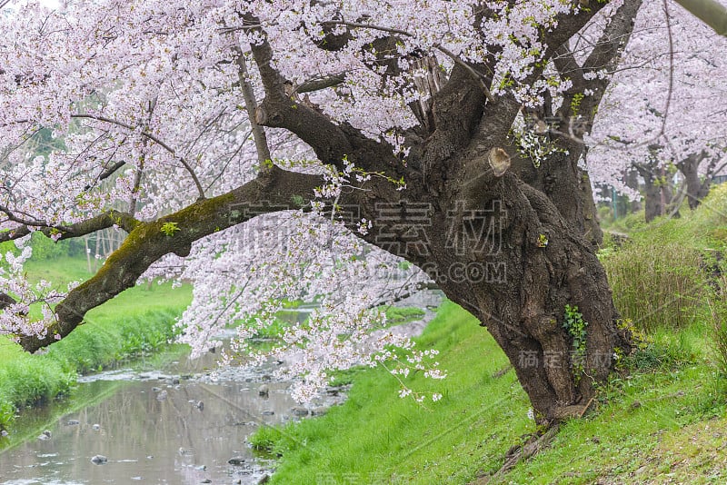 日本东京立川公园美丽的樱花