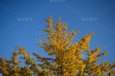 黄色的树
