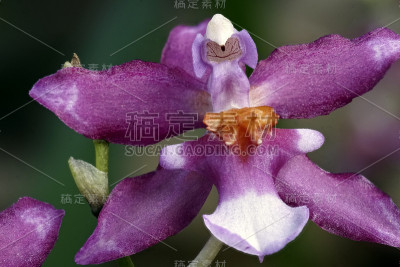 兰花蝴蝶兰特写