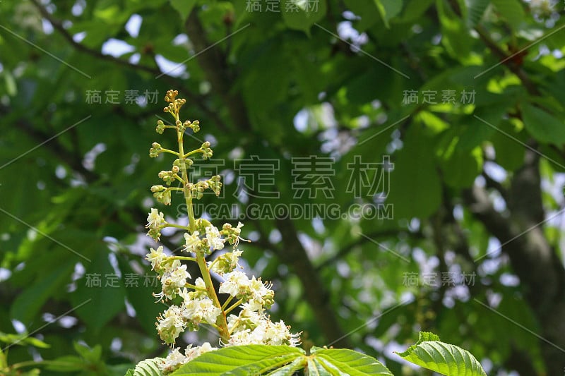 马七叶花的叶子