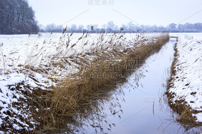 冬季景观用芦苇