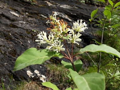 克什米尔的野生植物和花卉