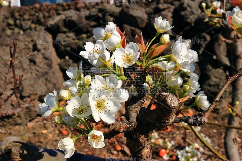 樱花、牧场、田野、樱花树、李子、油菜花、村庄、