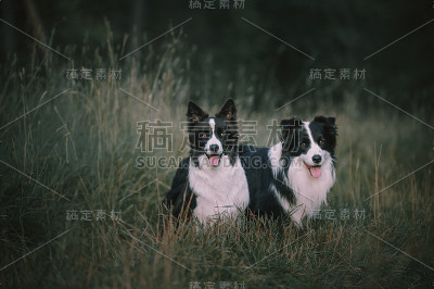 两个边境牧羊犬