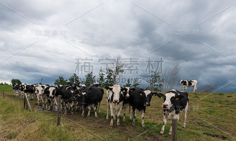 黑斑牛和可怕的多云天空