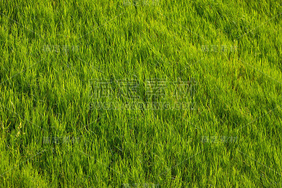 草