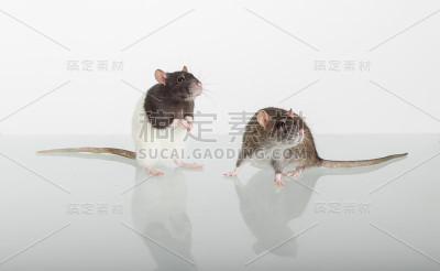 两只好奇的家鼠