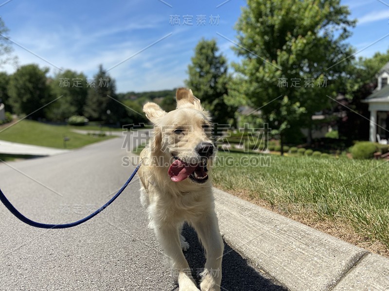 快乐的金毛猎犬在散步