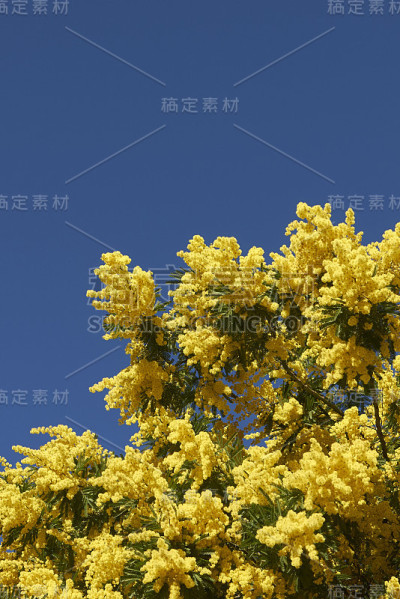 金合欢dealbata -